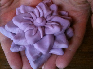 Symbollotus